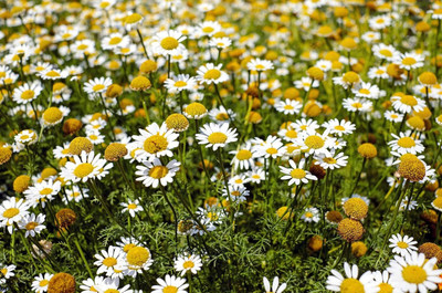 Qualtivate NDIR-146 Seeds Chamomile German Seed(250 per packet)