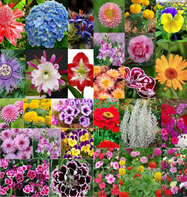 ibains Plants for garden combo flower seeds biij 204 Seed(204 per packet)