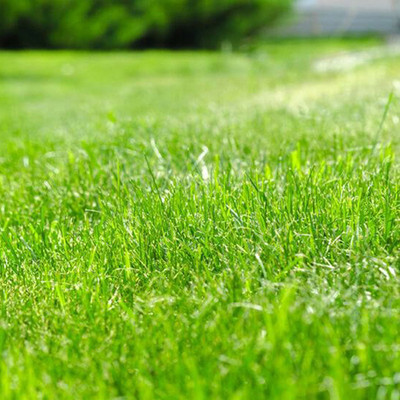 naturehils Carpet grass seeds for home garden, lawn grass seeds for home garden Seed Seed(16000 per packet)