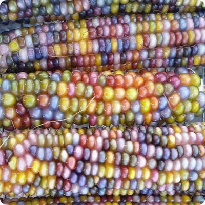 WILLVINE SYN -IV Popcorn Delicious Jewel-Toned Corn-[500g] Seed(2000 per packet)