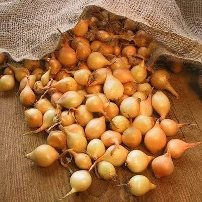 Biosnyg Yellow Stuttgarter Onion Seeds-2500 Seeds/10gm Seed(2500 per packet)