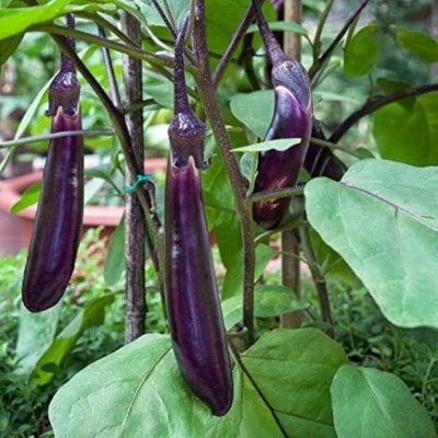 ibains F1 hybrid brinjal seeds Seed(340 per packet)