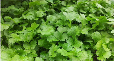 CYBEXIS HERB Coriander Seeds (for Germinating) 1400 Seeds Seed(1400 per packet)