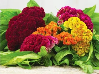 CEZIUS Natural Flowering Seeds GIANT COCKSCOMB MIX Seed(150 per packet)