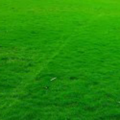 SeeGreen Carpet grass seeds for home garden, lawn grass seeds for home garden Seed Seed(16000 per packet)