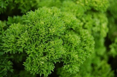 VibeX ATS-67 - Parsley Triple Curled (Green) - (750 Seeds) Seed(750 per packet)