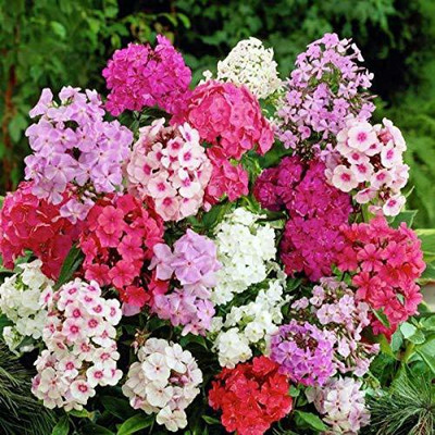 CYBEXIS Phlox Beauty Mixed Color Flowering Seeds Seed(50 per packet)