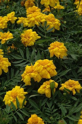 Mozette Exotic marigold yellow Seed(36 per packet)