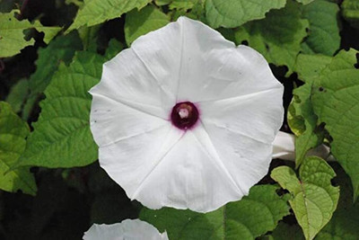 Aywal F1 Hybrid Morning Glory Ipomoea Early Call Mix Flower Seed(50 per packet)