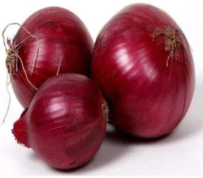 WILLVINE NDIR-1335 ONION RED NASIK Seeds-3000 Seeds Seed(3000 per packet)