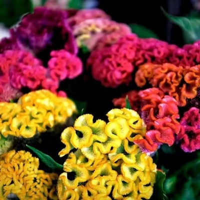 Lorvox HYBRID SEEDS COCKSCOMB Seed(10 per packet)