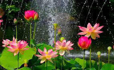 CARIBBEAN LOTUS,KAMALSEEDS Seed(10 per packet)