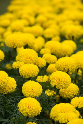 KANISHQ marigold/gende ka phool flower seeds Seed(50 per packet)