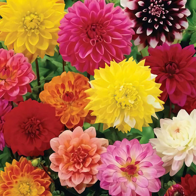 CYBEXIS Mix Dahlia Pompon Flower Seeds Mixed Color Seed(50 per packet)