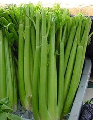 VibeX NDIR-34 - Tall Utah 52/70 Celery - (750 Seeds) Seed(750 per packet)