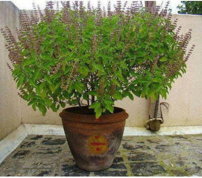 imtion Tulsi Seed(41 per packet)