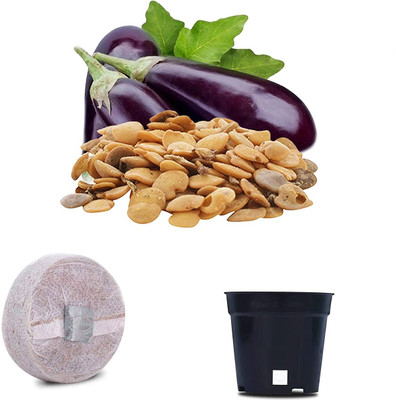 VibeX VXI-19-Brinjal Long Black F1 Hybrid Combo with Potter & Rootplug Seed(35 per packet)