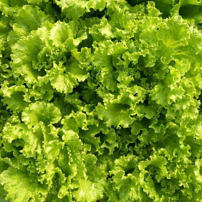 CYBEXIS Loose Leaf Lettuce Seeds4000 Seeds Seed(4000 per packet)