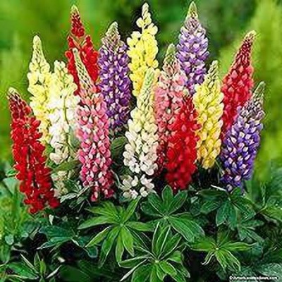XOLDA Lupin giant tall mix Seed(54 per packet)