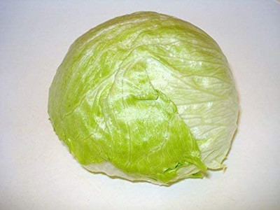 CYBEXIS PAU-45 - Iceberg Lettuce for planting - (1350 Seeds) Seed(1350 per packet)