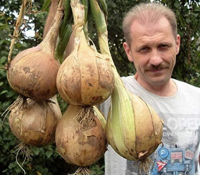 Biosnyg Fast Growing Giant Ailsa Craig Onion Vegetable Seeds for Garden-(3000 Seeds) Seed(3000 per packet)