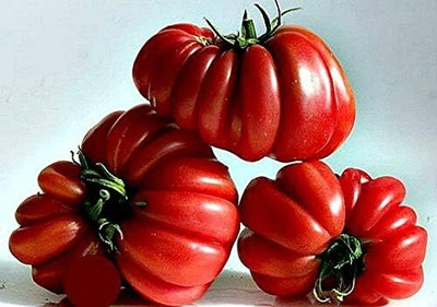 Biosnyg Hybrid Ruffled Tomato Seeds for Terrace Gardening - (4000 Seeds) Seed(4000 per packet)