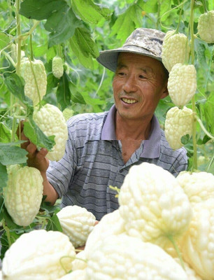 Qualtivate HUA-9A Hybrid Bitter Gourd White Long High Yield Seed(50 per packet)