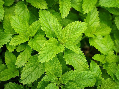 CEZIUS LEMON BALM, GREEN Seed(100 per packet)