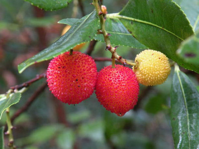 seedx Premium Hybrid Litchi ( Lychee ) Fruit Seed(6 per packet)