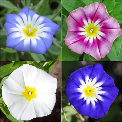 Biosnyg HUA-43 Ensign Morning Glory Mixture (Convolvulus Tricolor)-[50 Seeds] Seed(50 per packet)