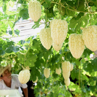 ENINE Bitter Gourd Seed(100 per packet)