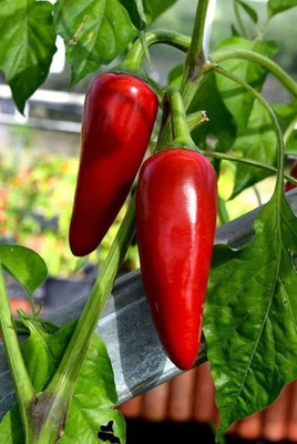 jkfarm Mirchi, Bullet chilli Seed(34 per packet)