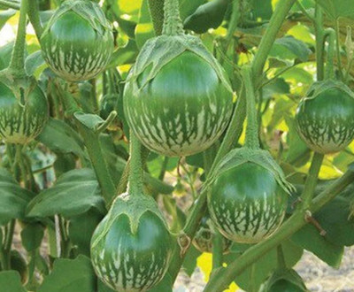 UGRA Thai eggplant Seed (Superfrog) Seed(500 per packet)