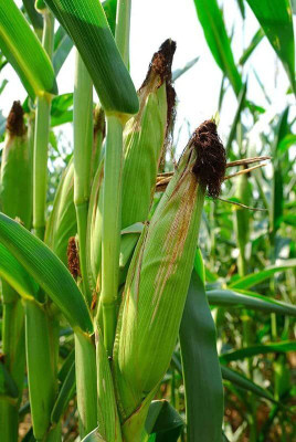 LPR BUTTA , SWEET CORN Seed(300 per packet)