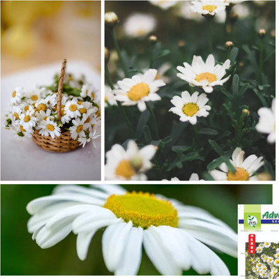 Clint Matricaria recutita Seed (40 per packet) Seed(40 per packet)