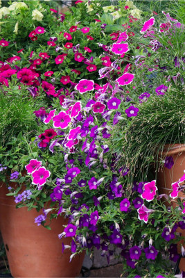 WHADE Petunia double mixed flower Seed(70 per packet)