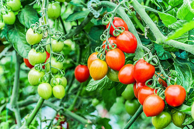 Vinayak Pesticides tomato Seed(150 per packet)