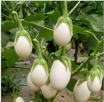 Aywal Organic Brinjal green round Seed(30 per packet)