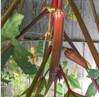 greenfarm NX- Long Okra Seeds/Bhindi Seeds /Best quality, 300 X Seeds ,WSQ166 Seed(300 per packet)
