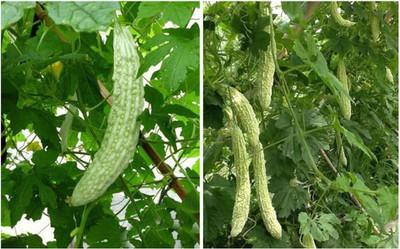 CYBEXIS HUA-14 - Balsam Pear Bitter Gourd Melon - (100 Seeds) Seed(100 per packet)