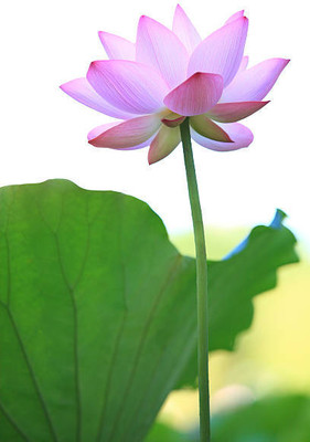 sharpvaishno lotus,kamal gatta Seed(14 per packet)