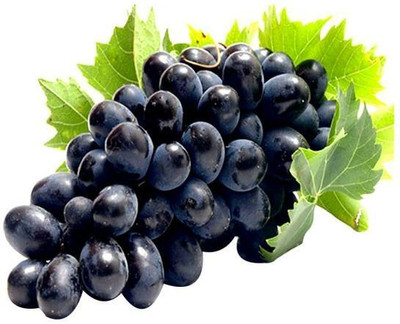 Sagarvanshi Sagarvanshi Grapes, Fruits, seeds, Black Grapes Seed Seed(100 per packet)