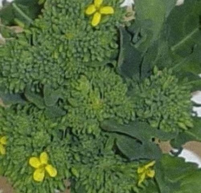 Qualtivate KGF -515 Broccoli Seeds - 'Early Fall Rapini' Seed(200 per packet)