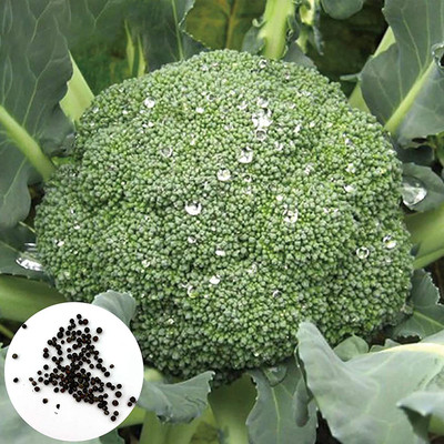CYBEXIS F1 Hybrid Broccoli Seeds Green2000 Seeds Seed(2000 per packet)