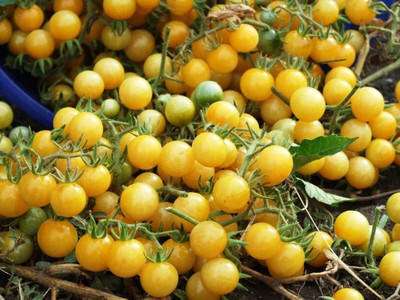 Biosnyg Non GMO Italian Ice Cherry Tomato Seeds for Kitchen Gardening - (1000 Seeds) Seed(1000 per packet)