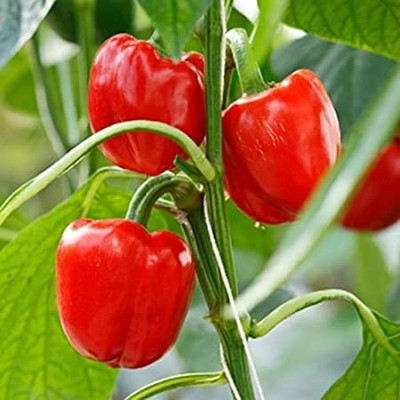 Qualtivate PUAS-5A Red Wonder Capsicum/bellpepper Seeds Seed(100 per packet)
