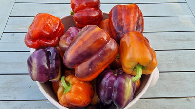 Biosnyg High Germination Taquilla Capsicum Seeds For Gardening-(100 Seeds) Seed(100 per packet)