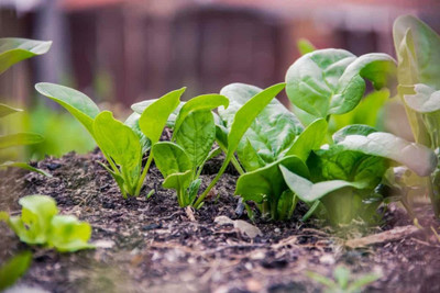 MYLAWN High Quality Spinach Palak Vegetables Seed(200 per packet)