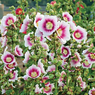 jkfarm Hollyhock Flower Seed(44 per packet)