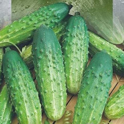 Avysa Hybrid Cucumber Seeds, Delicious Patio Cukes Seeds-CuC_550 Seed(100 per packet)